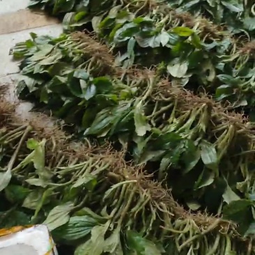 纯野生新鲜见血清批发广东四川贵州重庆云南中草药