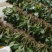 纯野生新鲜见血清批发广东四川贵州重庆云南中草药
