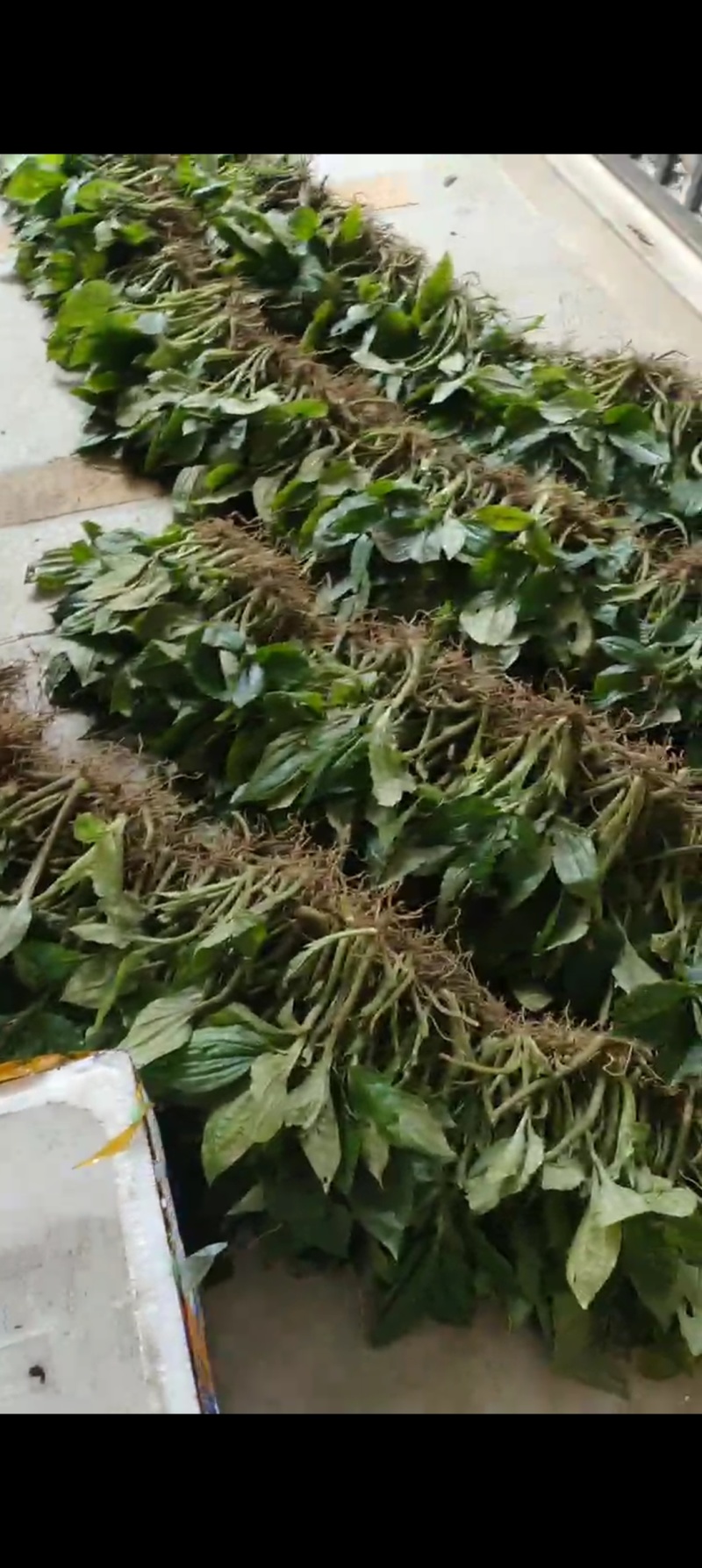 纯野生新鲜见血清批发广东四川贵州重庆云南中草药