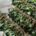 纯野生新鲜见血清批发广东四川贵州重庆云南中草药