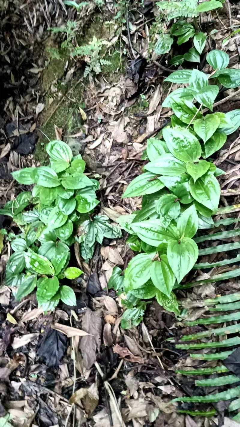 纯野生新鲜见血清批发广东四川贵州重庆云南中草药