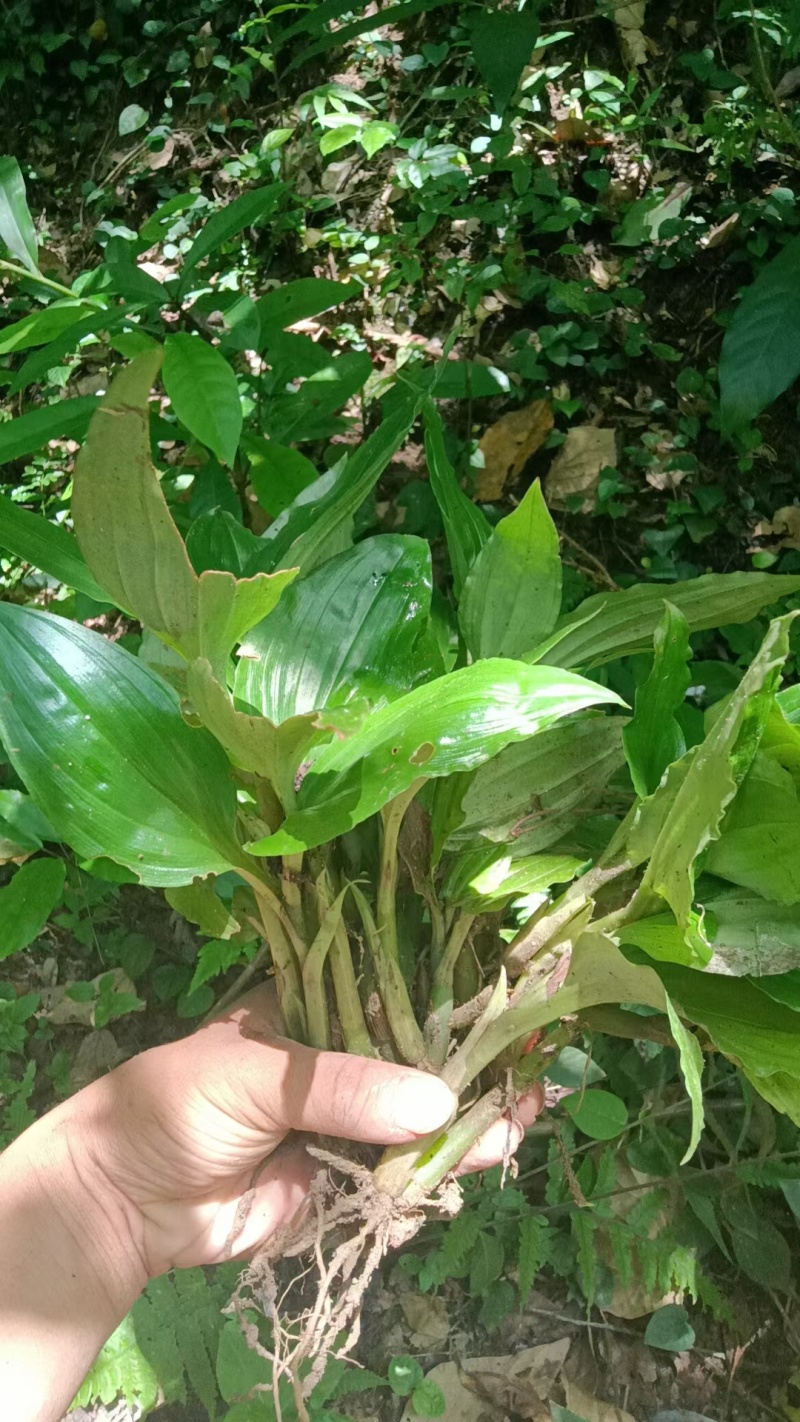 纯野生新鲜见血清批发广东四川贵州重庆云南中草药