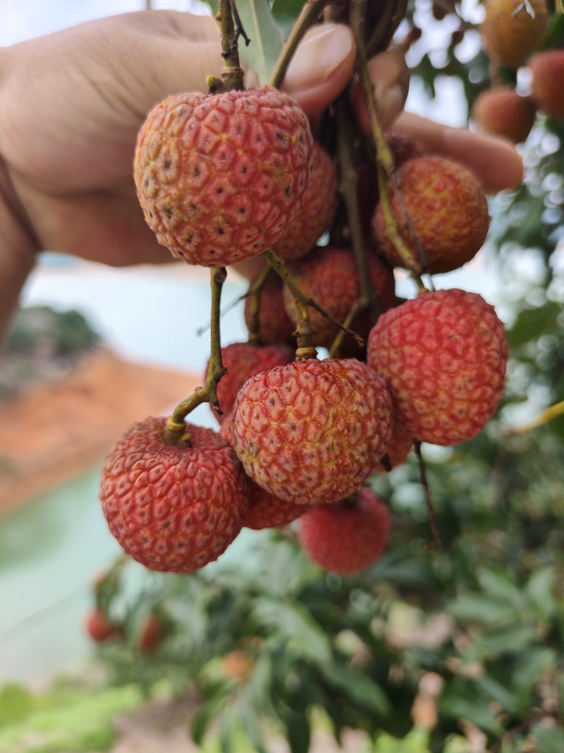 白糖罂荔枝