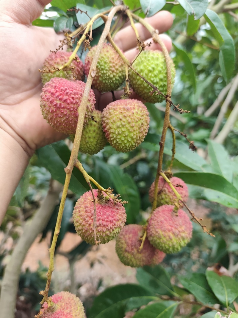 白糖罂荔枝