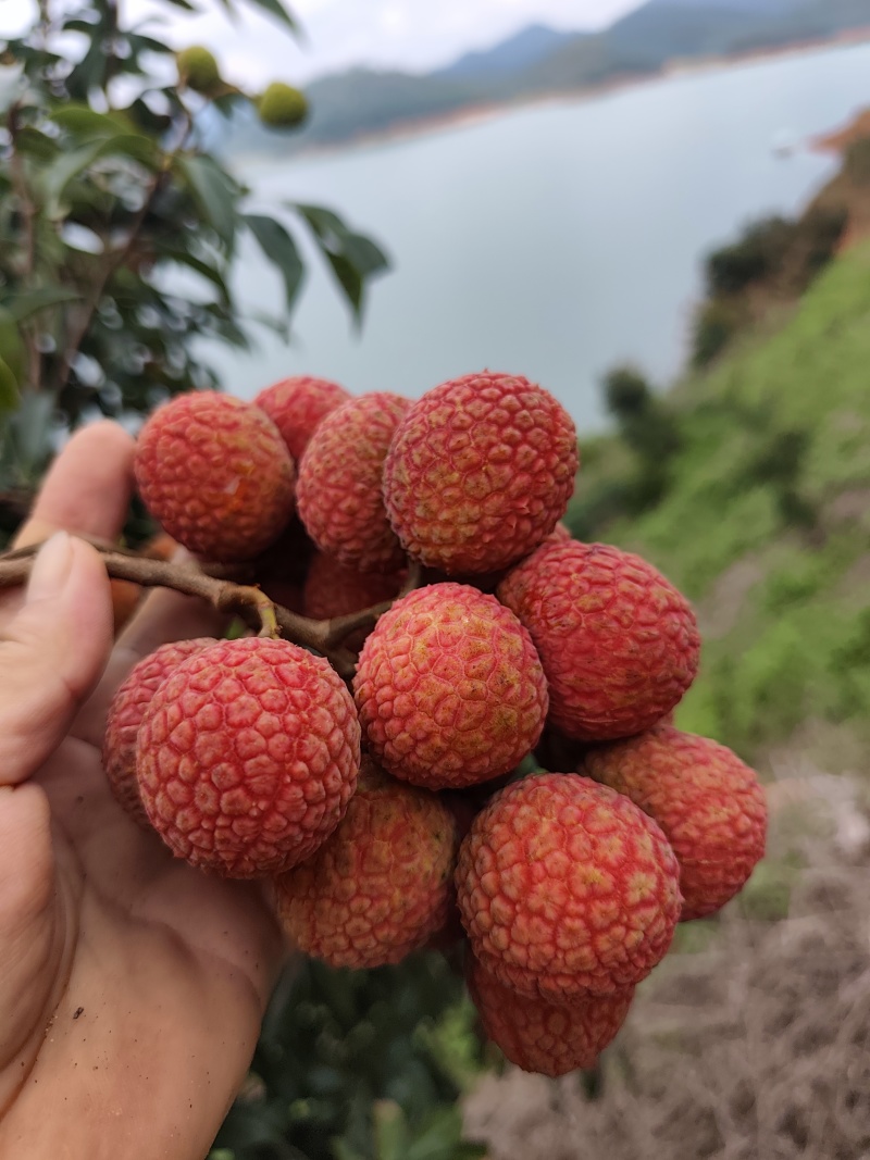 白糖罂荔枝