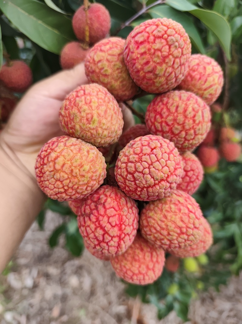 白糖罂荔枝