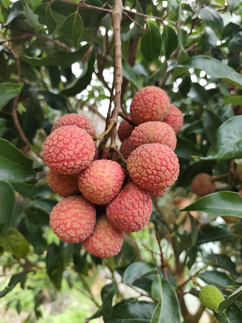 白糖罂荔枝