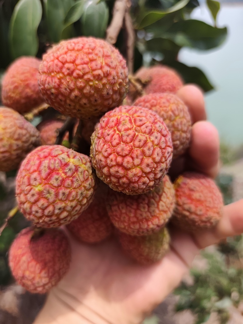 白糖罂荔枝