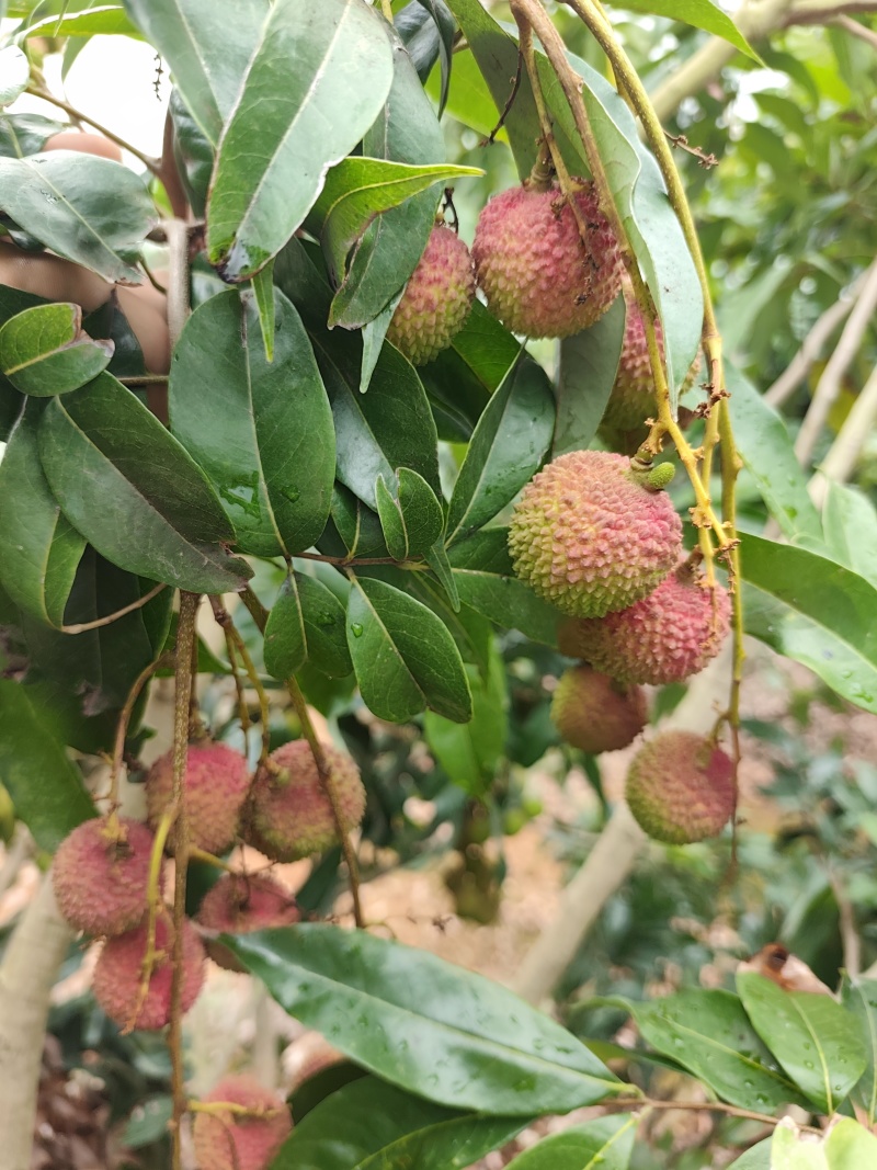 白糖罂荔枝