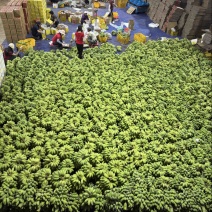 苹果蕉一件代发源头产地直发日发2万斤➕能力欢迎电商、直博