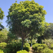 江苏桂花金桂规格齐全苗圃直销多年移植苗成活率高