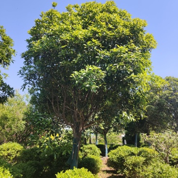 江苏桂花金桂规格齐全苗圃直销多年移植苗成活率高