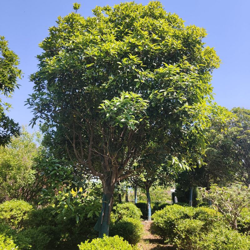江苏桂花金桂规格齐全苗圃直销多年移植苗成活率高