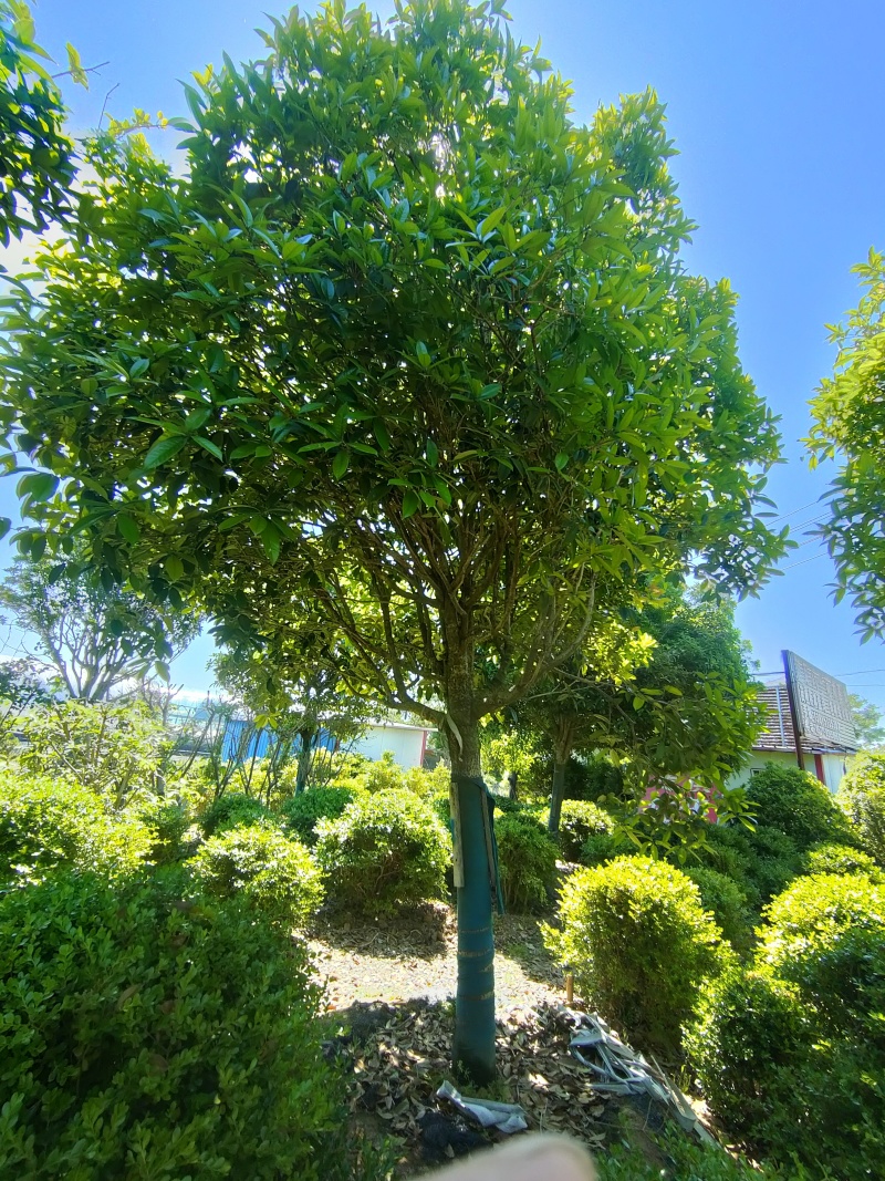 江苏桂花金桂规格齐全苗圃直销多年移植苗成活率高