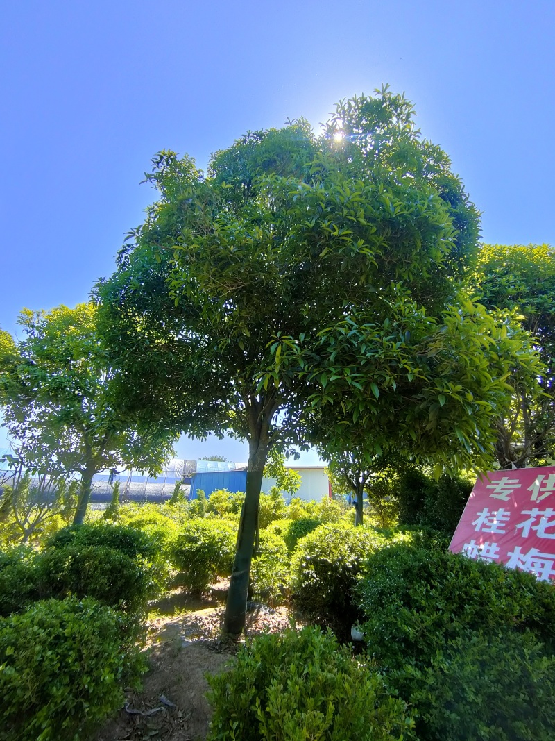 江苏桂花金桂规格齐全苗圃直销多年移植苗成活率高