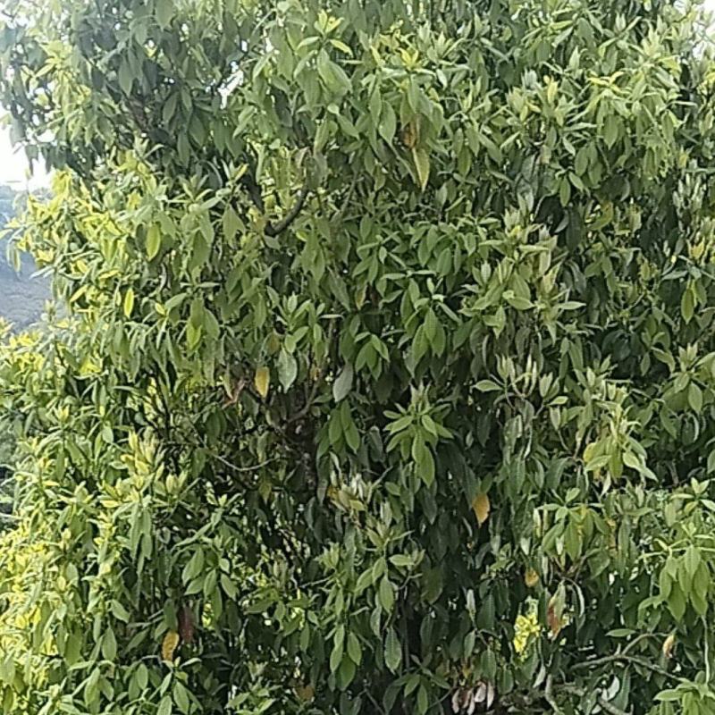 老鹰茶