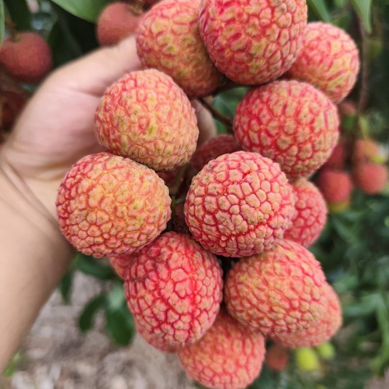 白糖罂荔枝