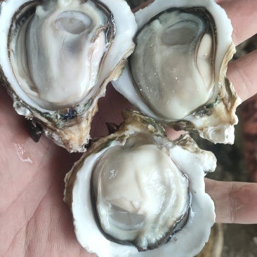 手快有手慢无，每天现货发图