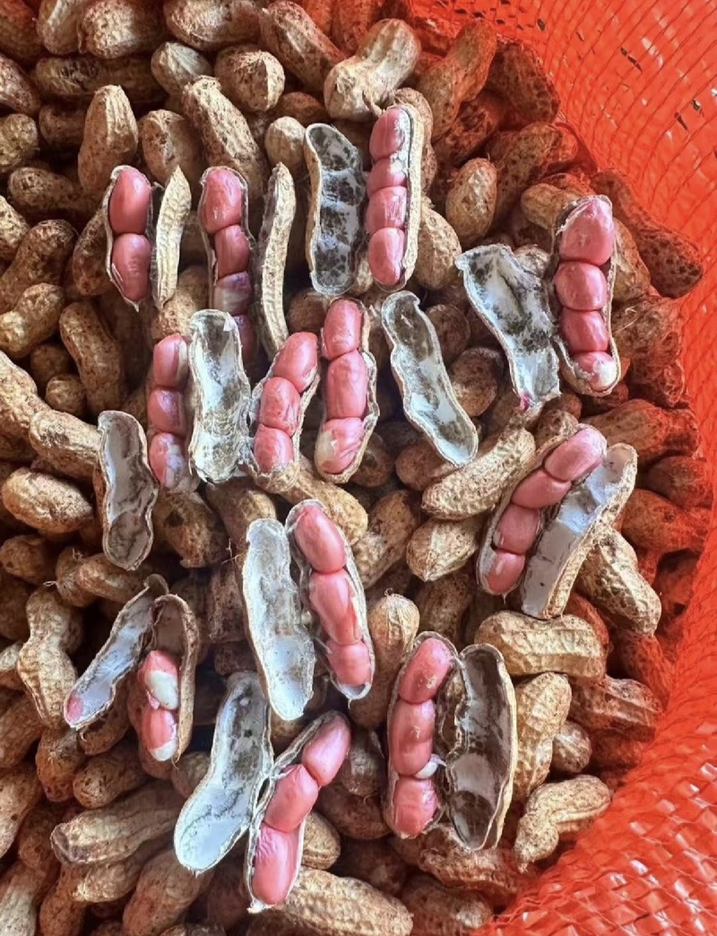 广东鲜花生，现采现发，颗粒饱满，大量供应，产地直发