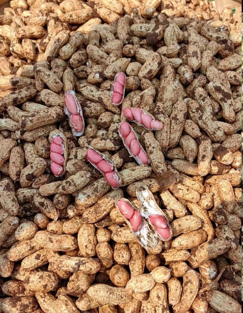 广东鲜花生，现采现发，颗粒饱满，大量供应，产地直发