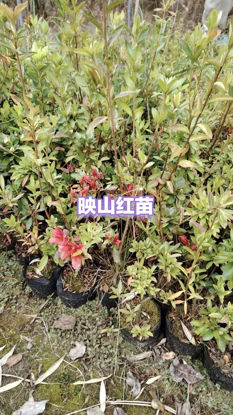 映山红