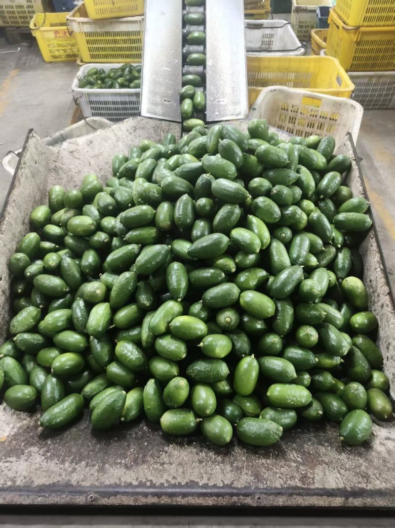 子弹头香水柠檬采摘发货，欢迎光临