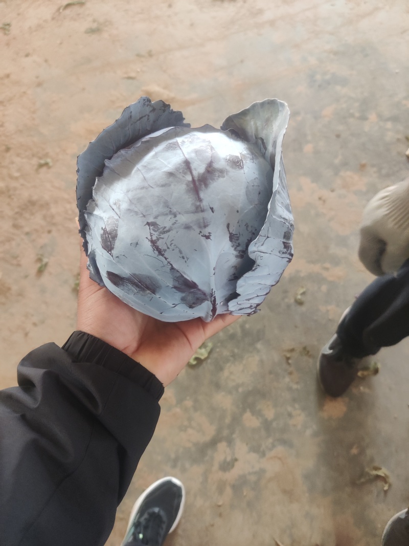 河北紫甘蓝，万亩基地，欢迎全国客商，采购