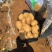 河南黄心土豆大量接单产地直发量大从优欢迎来电