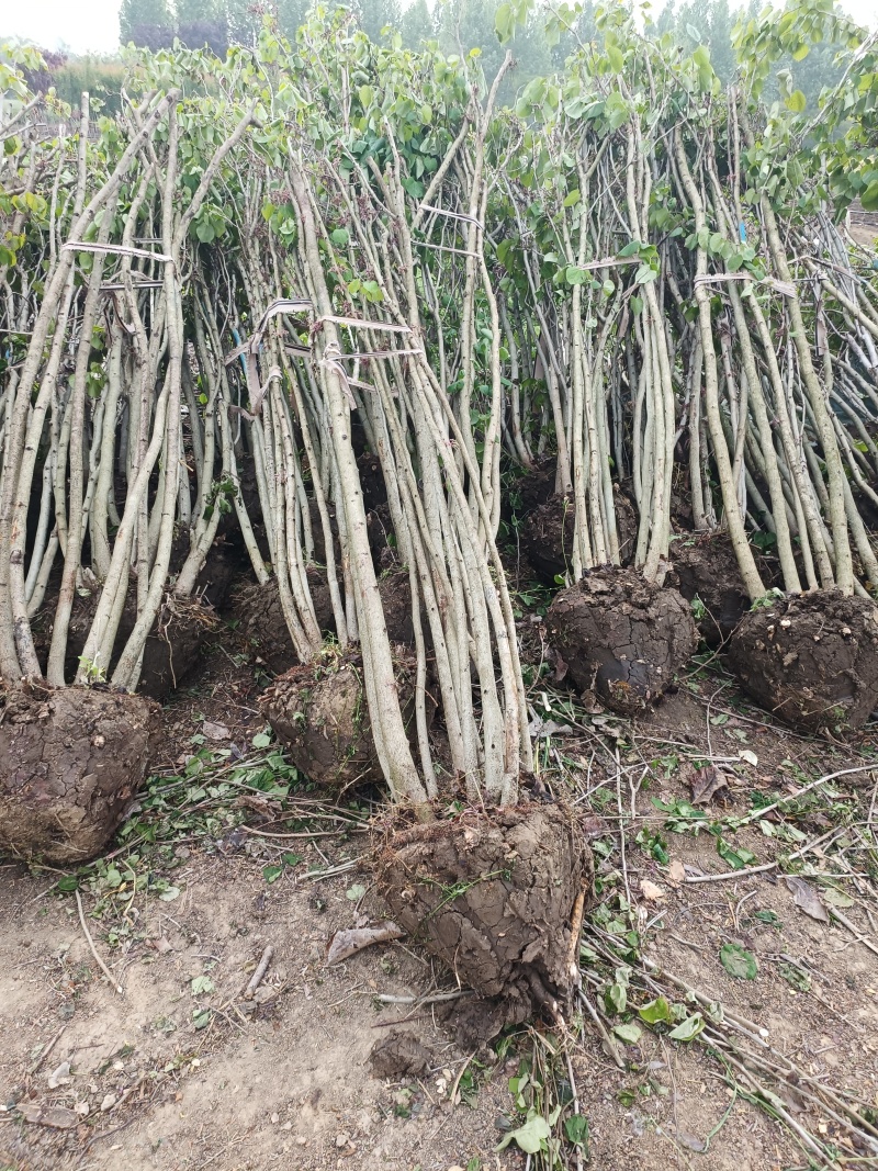大紫荆丛生多分枝紫荊