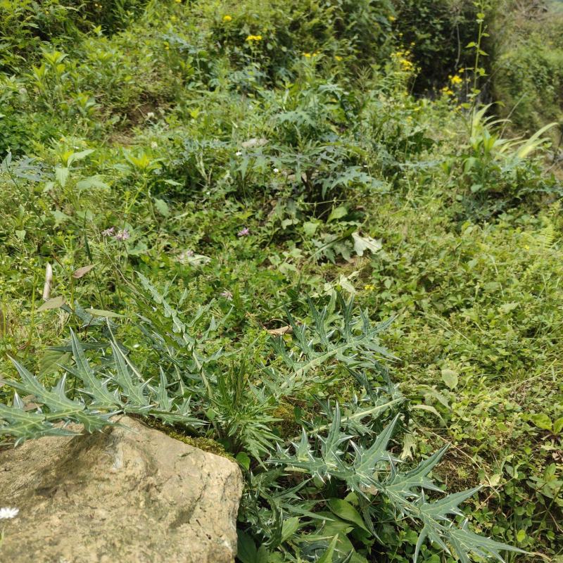 贵州野生中药材大蓟根干货鲜货都有