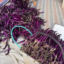 精品浙江紫长茄，大量现货无痕无伤，基地当天现摘现发市场