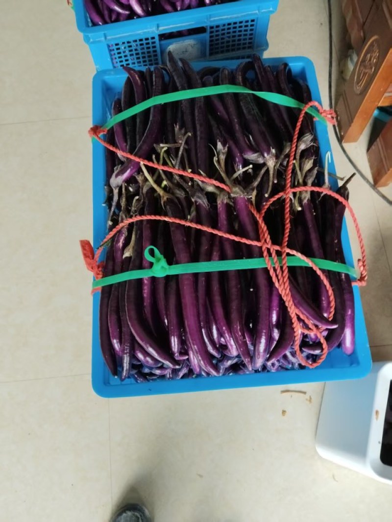 精品浙江紫长茄，大量现货无痕无伤，基地当天现摘现发市场
