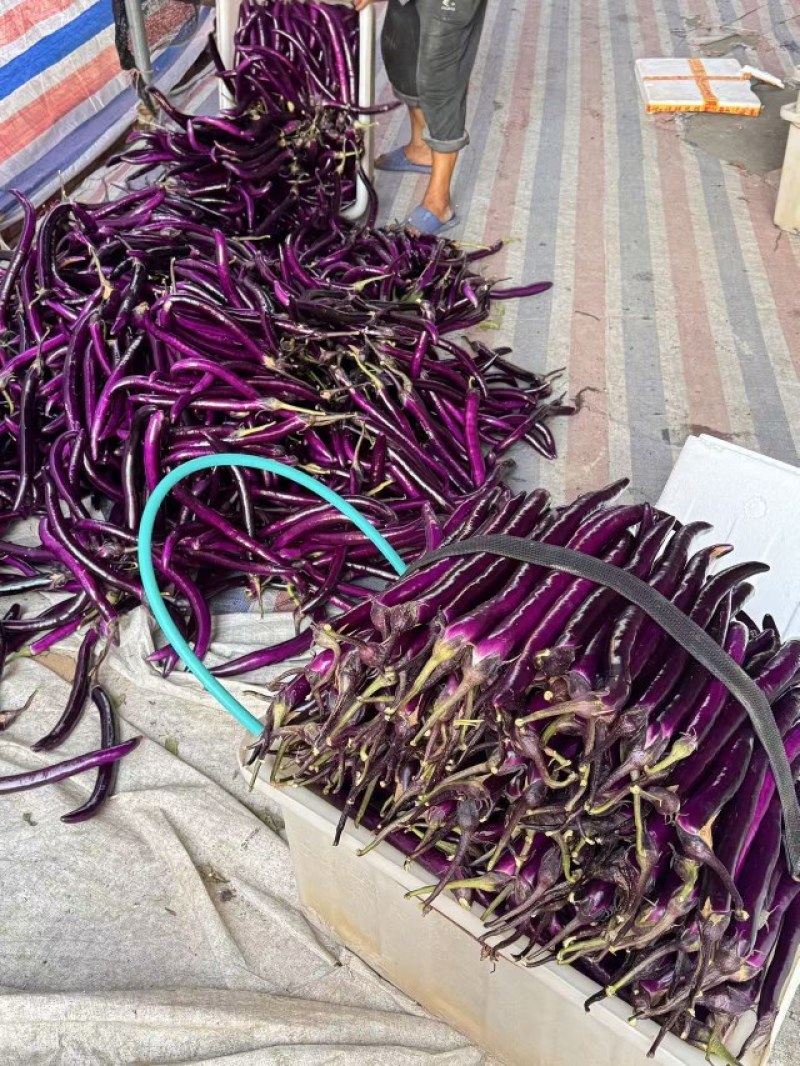 精品浙江紫长茄，大量现货无痕无伤，基地当天现摘现发市场