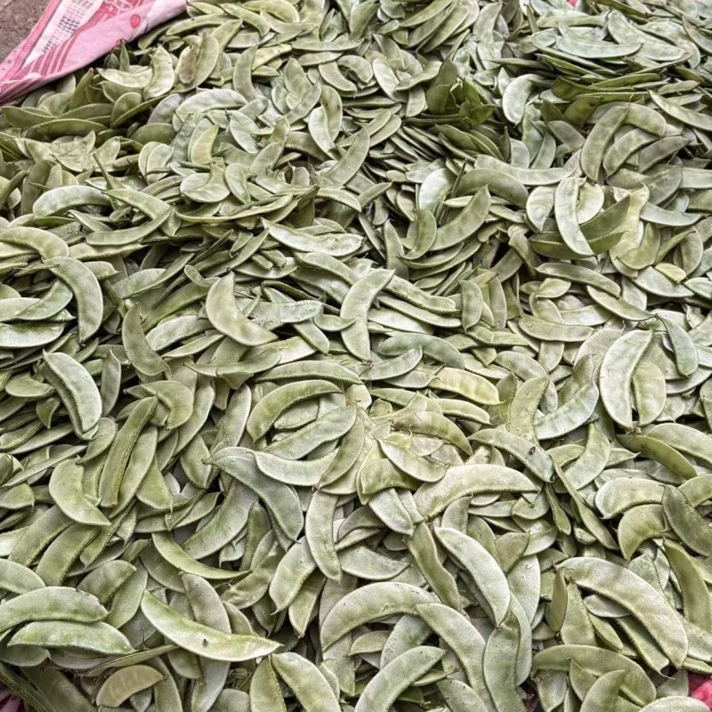 浙江金华扁豆，绿扁豆，紫扁豆大量现货供应价格实惠供应全国