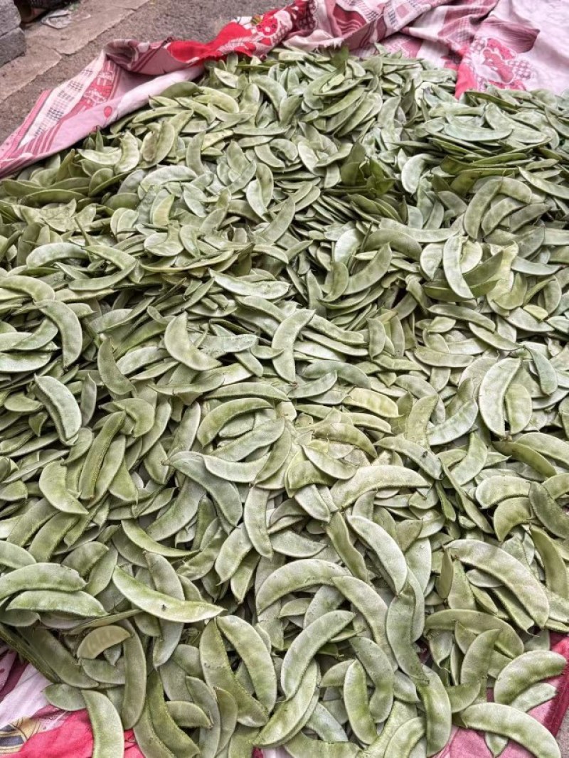 浙江金华扁豆，绿扁豆，紫扁豆大量现货供应价格实惠供应全国