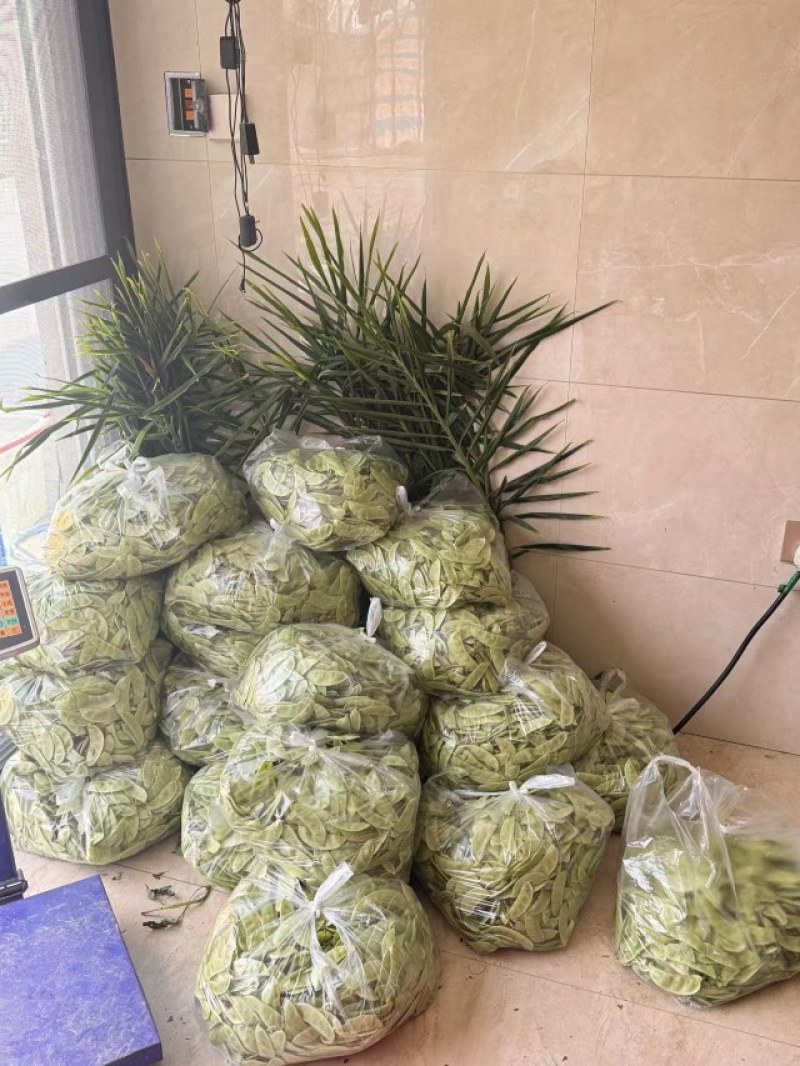 浙江金华扁豆，绿扁豆，紫扁豆大量现货供应价格实惠供应全国