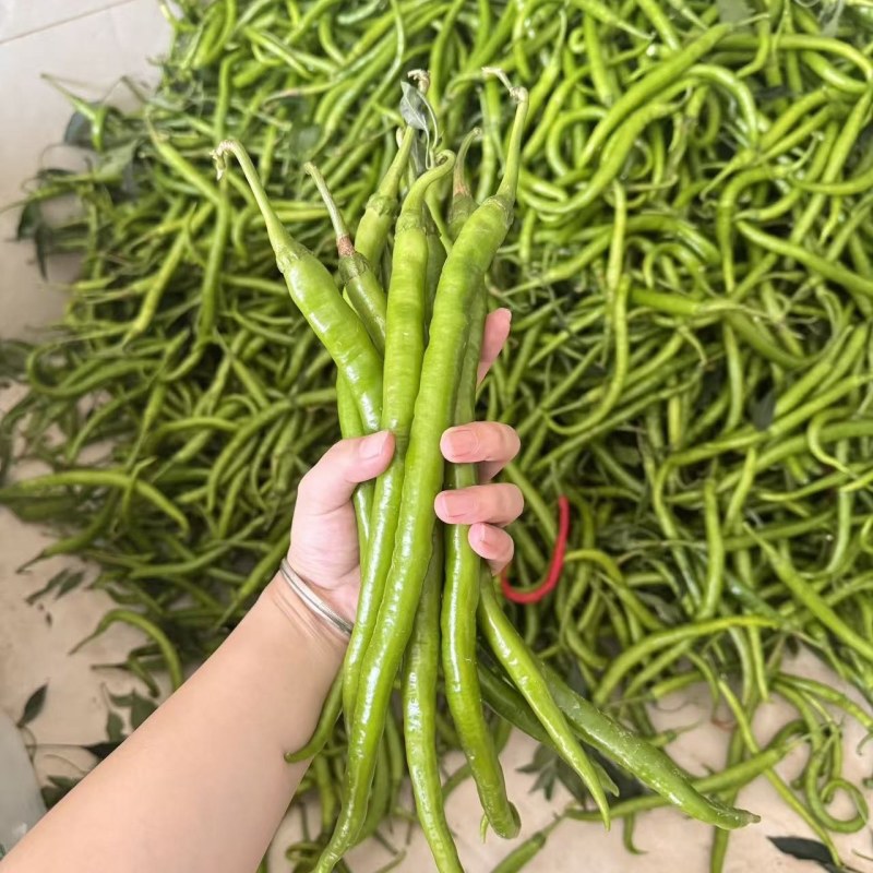 精品线椒，味道正宗浙江基地当天现摘现发，保质保量