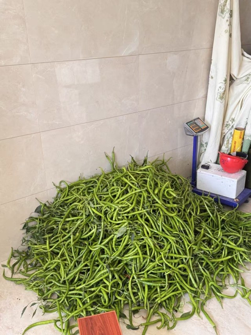 精品线椒，味道正宗浙江基地当天现摘现发，保质保量