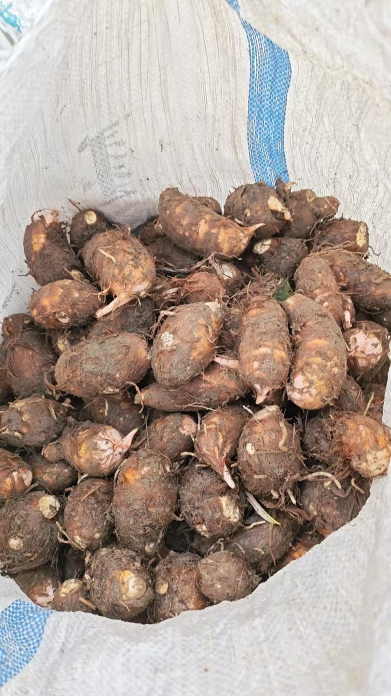 浙江金华芋头，大量现货供应，可视频看货，可对接全国市场