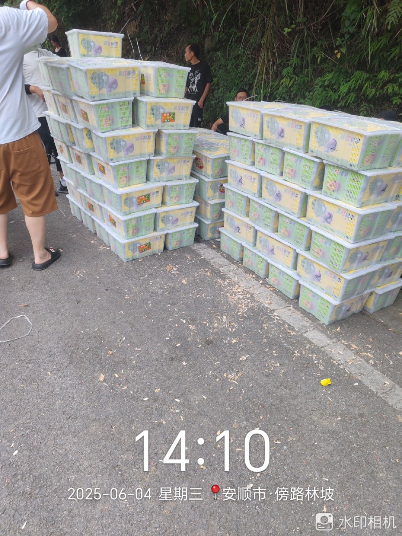 贵州六马青脆李