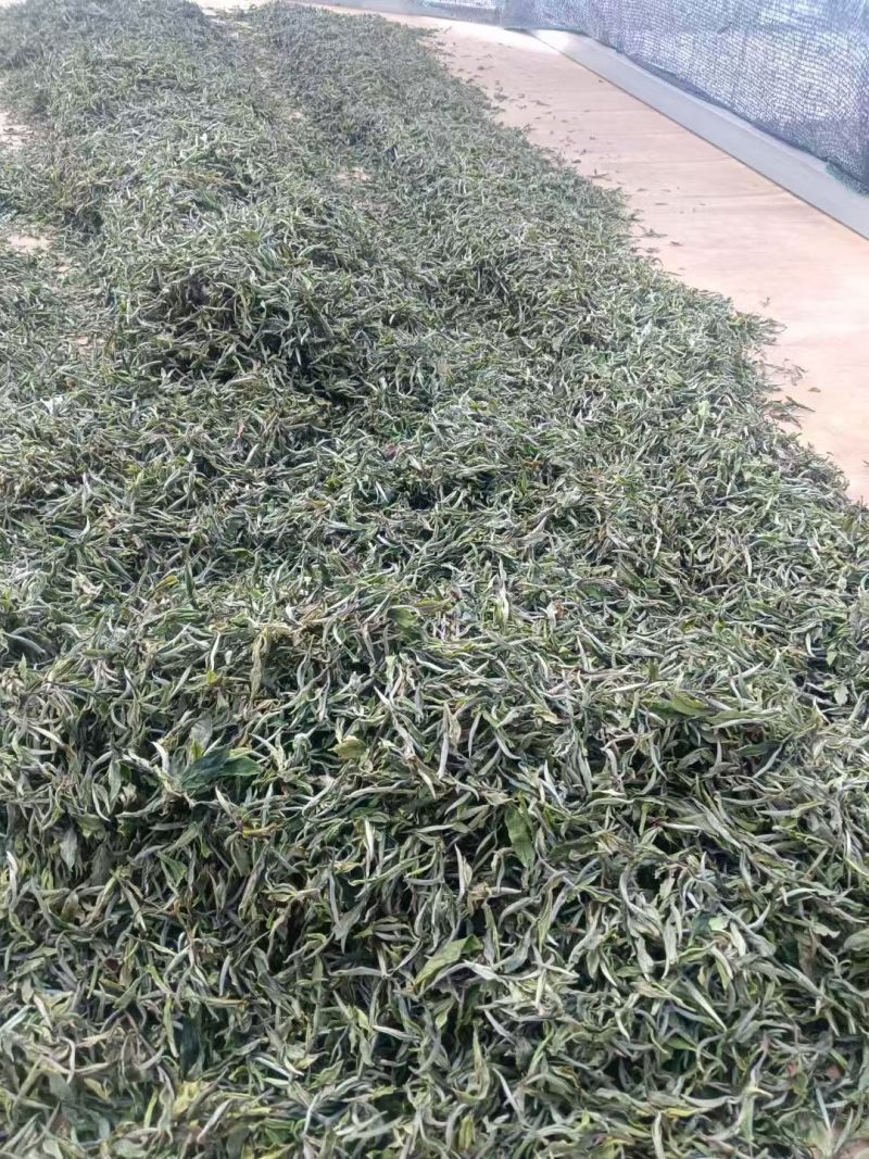 云南临沧月光白茶