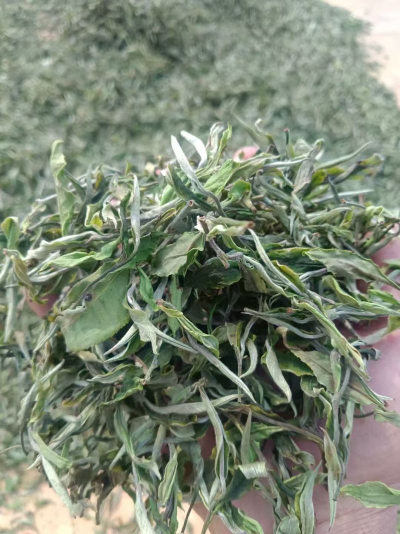 云南临沧月光白茶