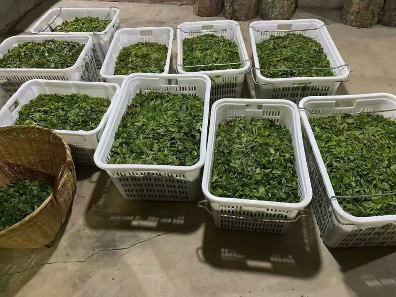 云南临沧月光白茶