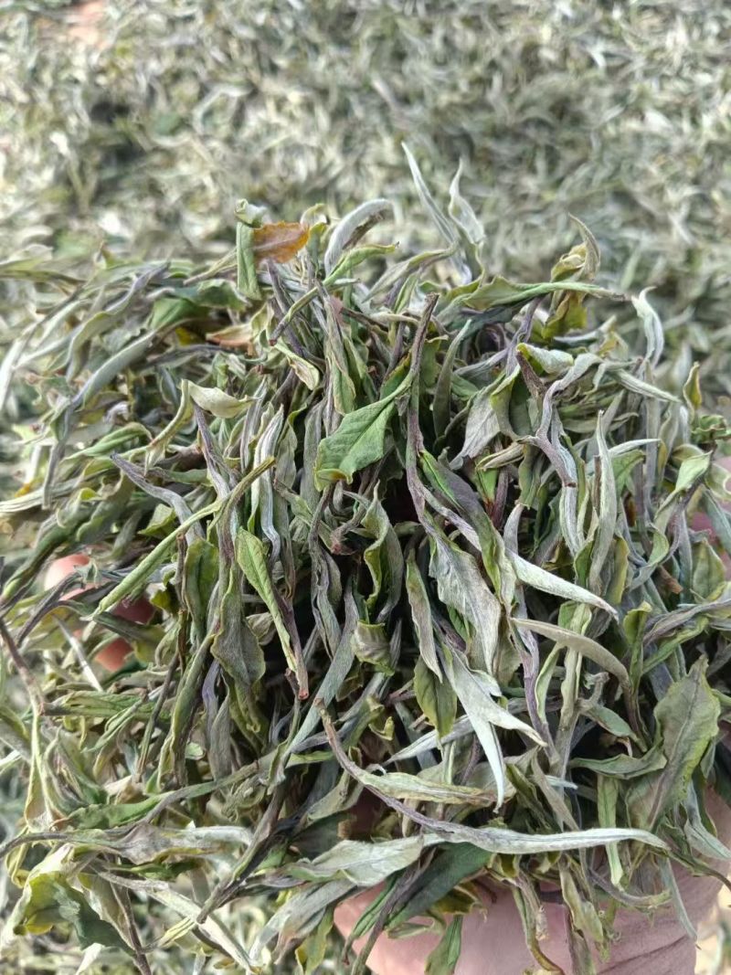 云南临沧月光白茶