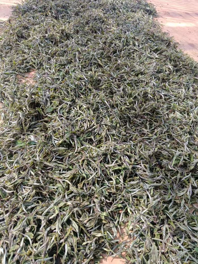 云南临沧月光白茶