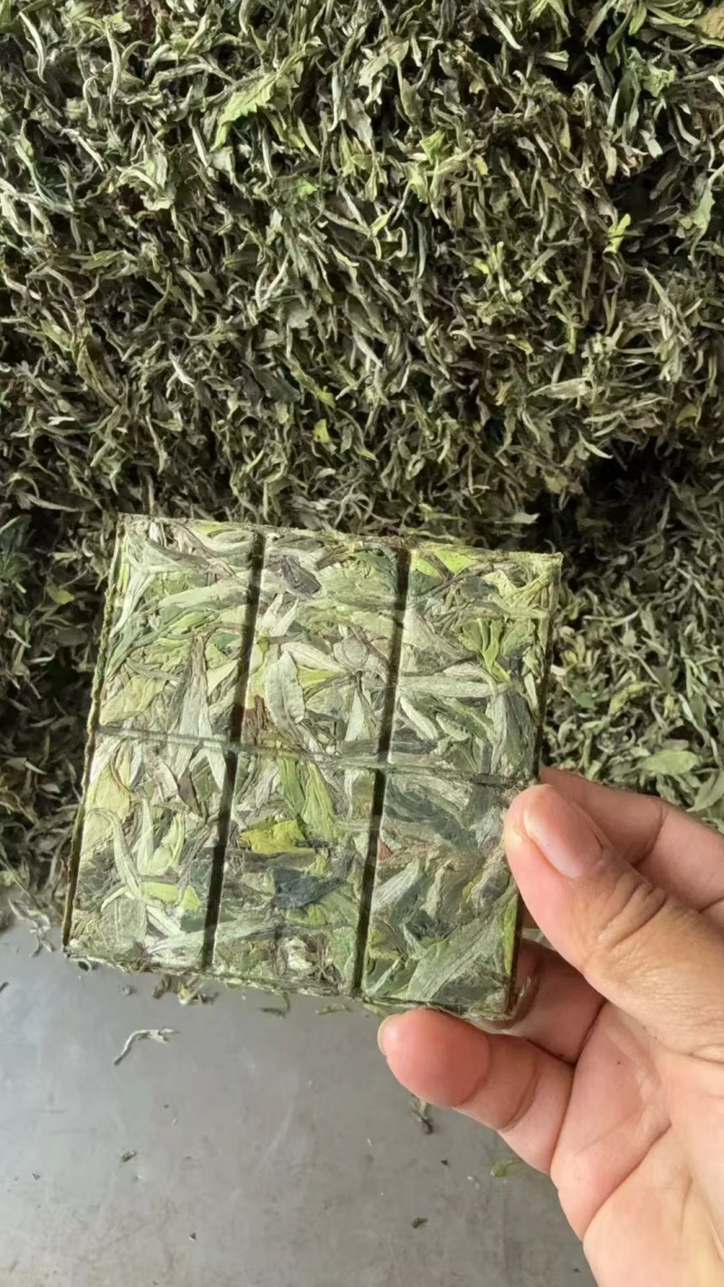 云南临沧月光白茶