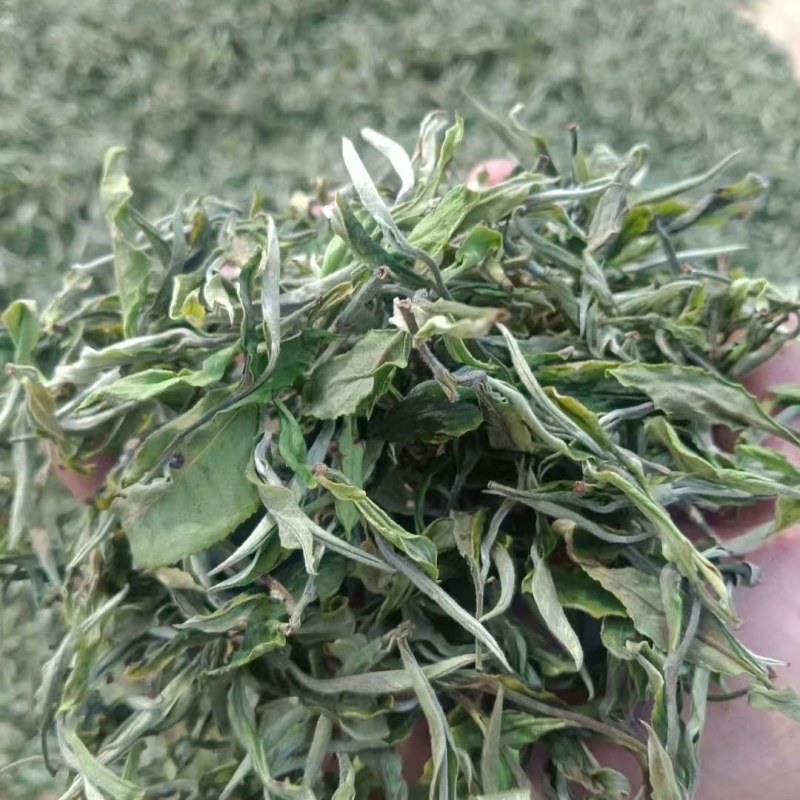 云南临沧月光白茶