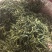 昔归古树普洱生茶