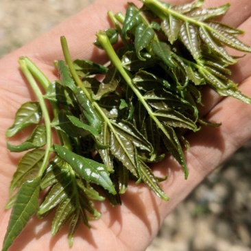 花椒芽菜，大红袍麻味十足