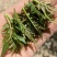 花椒芽菜，大红袍麻味十足